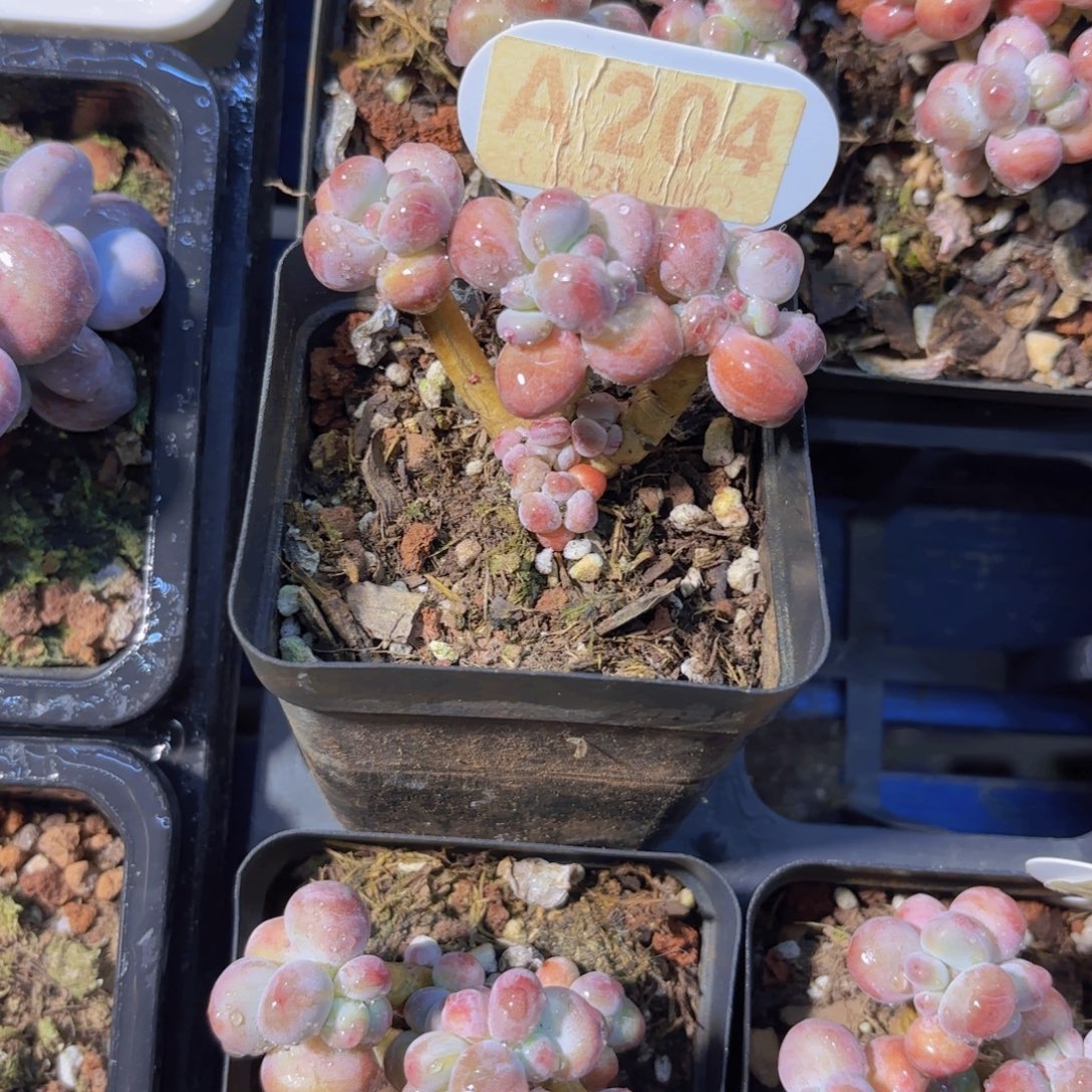 A204苹果奶一物一拍