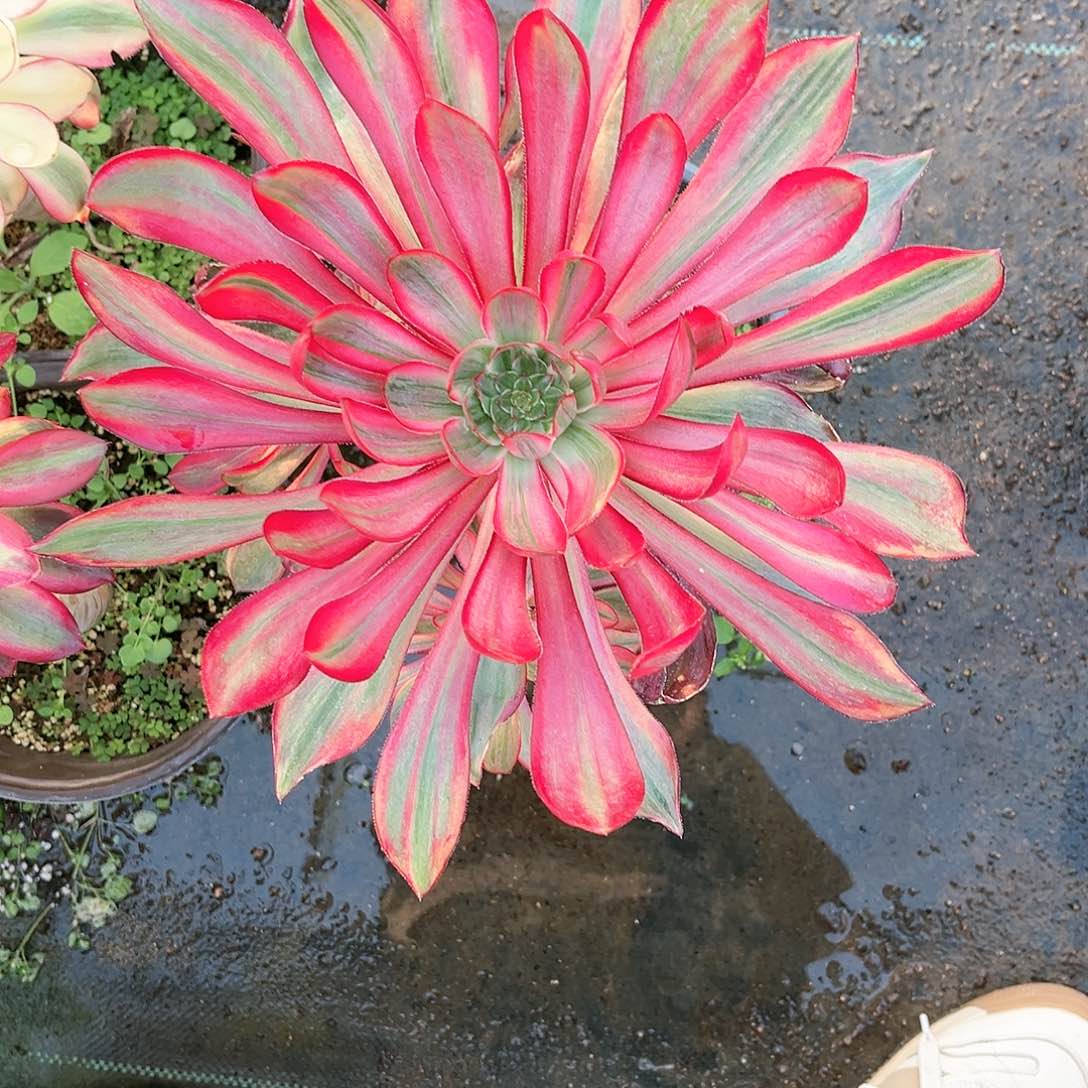 用****莲火凤法师火凤法师