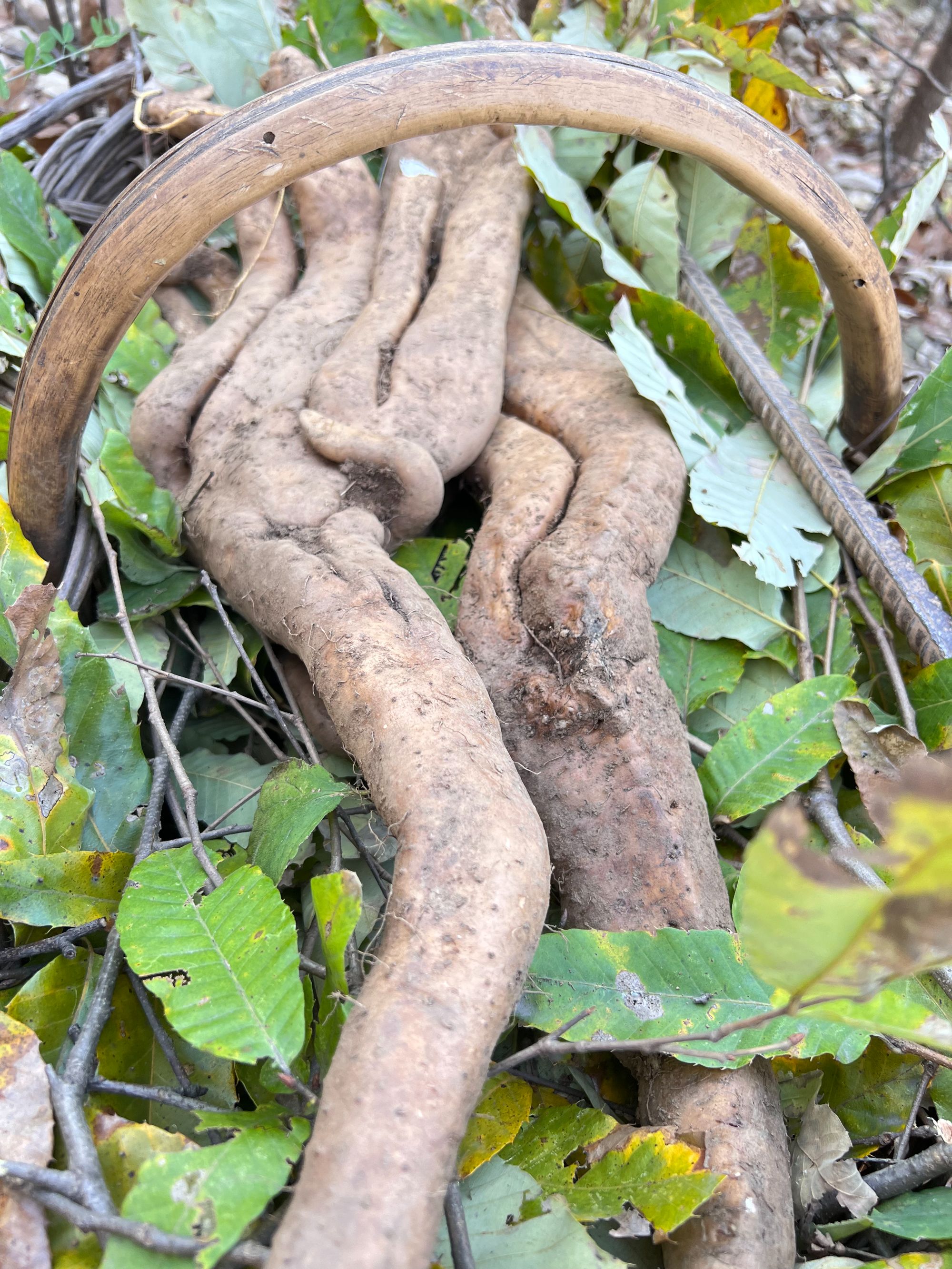 野生山药，来自大自然的馈赠
