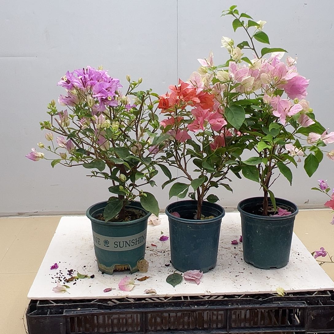 大部分花苞少量开放雪紫，不甜，广红英组合