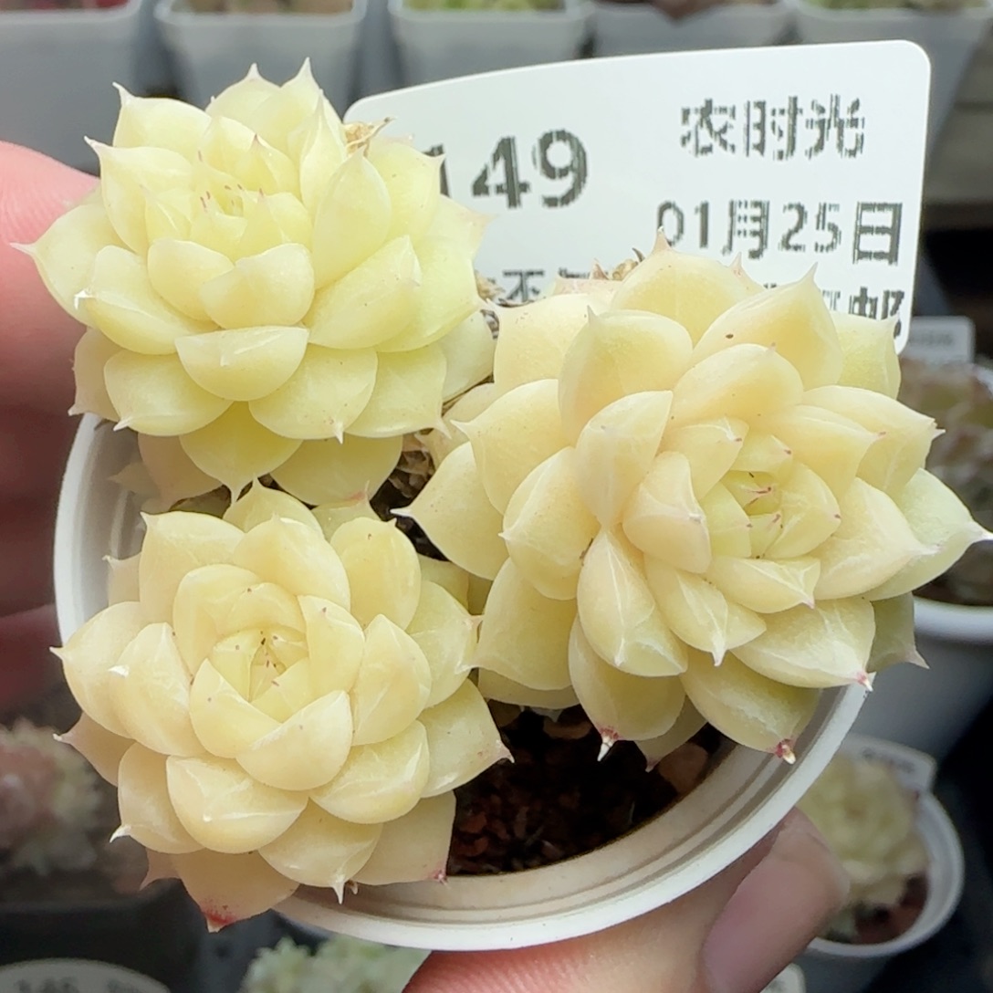 0125-149麦秆麦秆