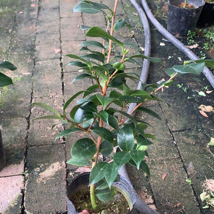 当前无花栽培后可以开花，友之浦