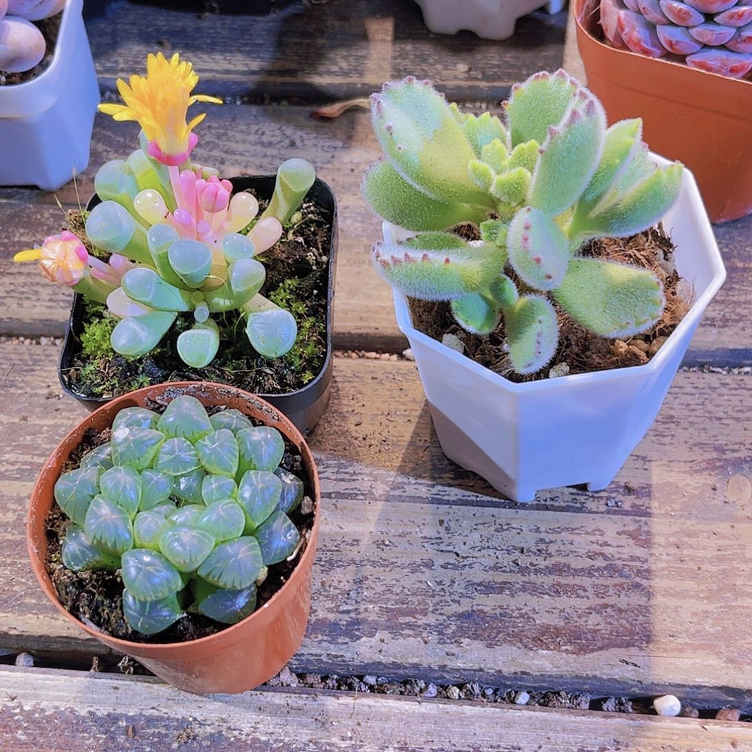 姬雨露俩盆五十铃锦。熊