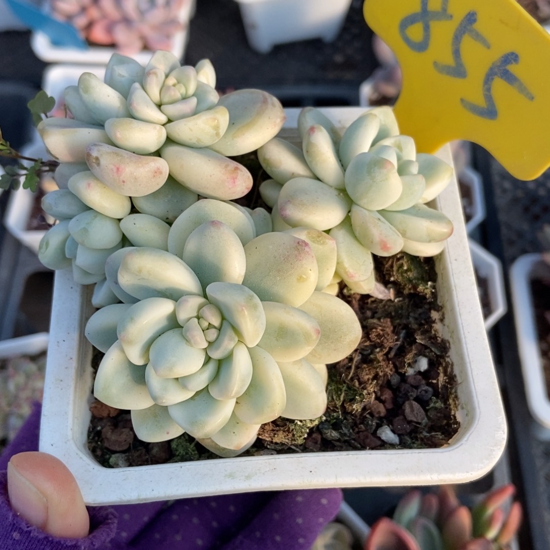 855劳尔锦多肉植物