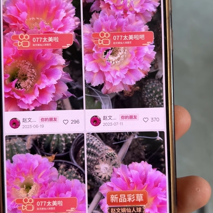 仙人球侧芽歪077歪