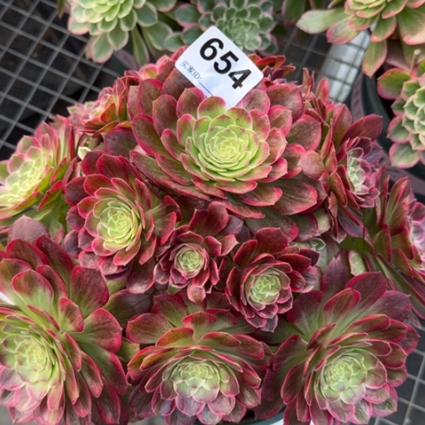 654莲花25厘米左右