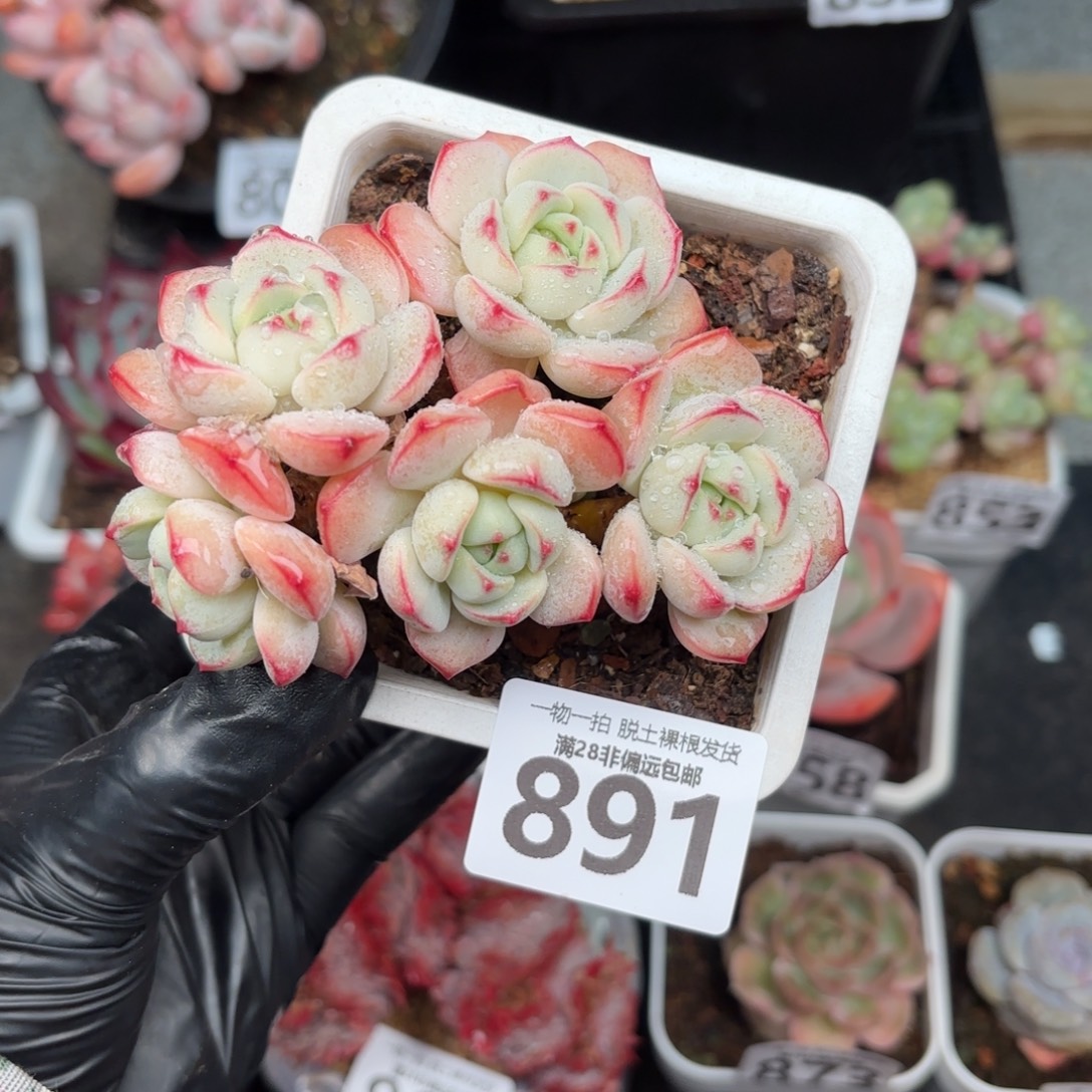 香草多肉无盆土发货