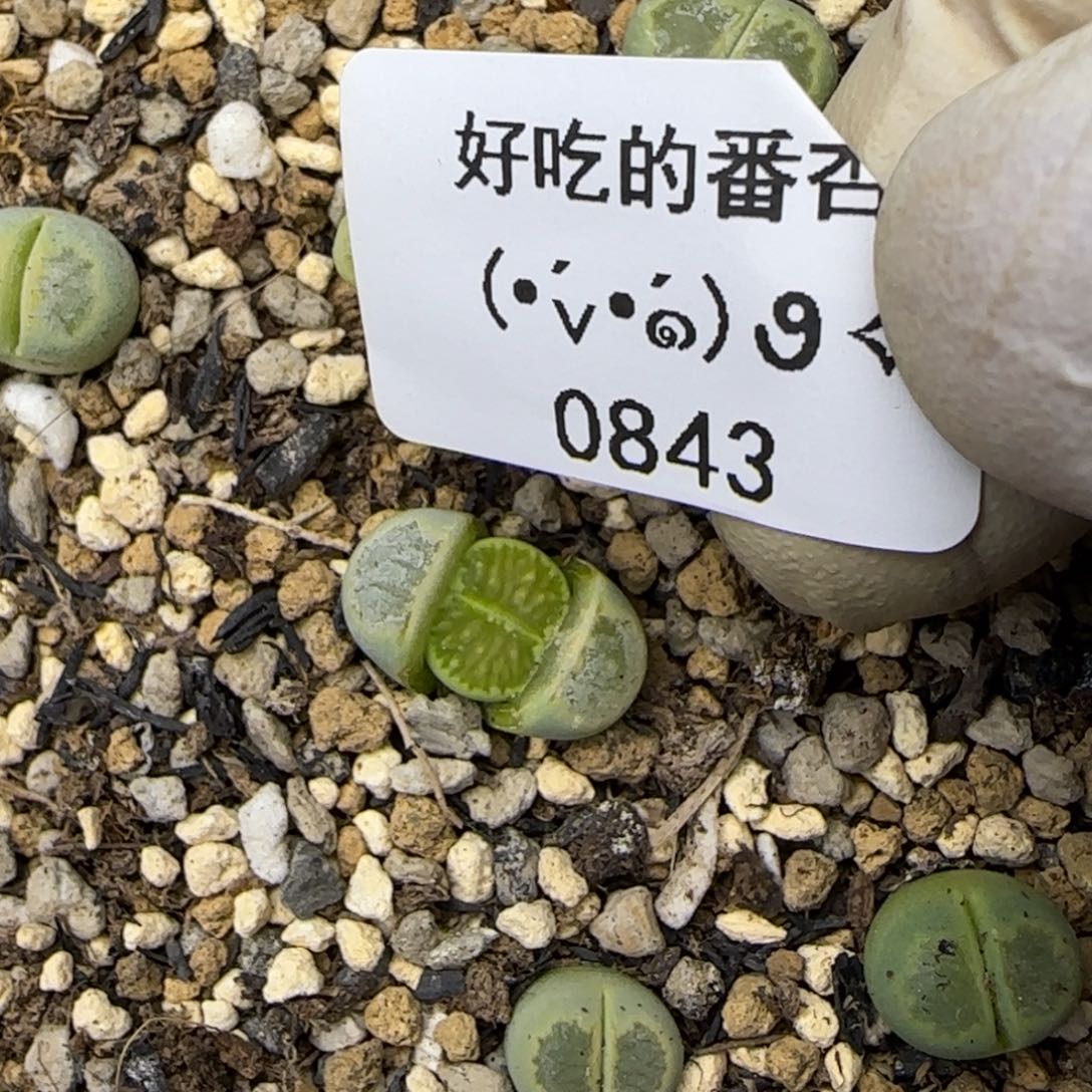 孑***0843。默认脱土。18包邮。偏远88包邮