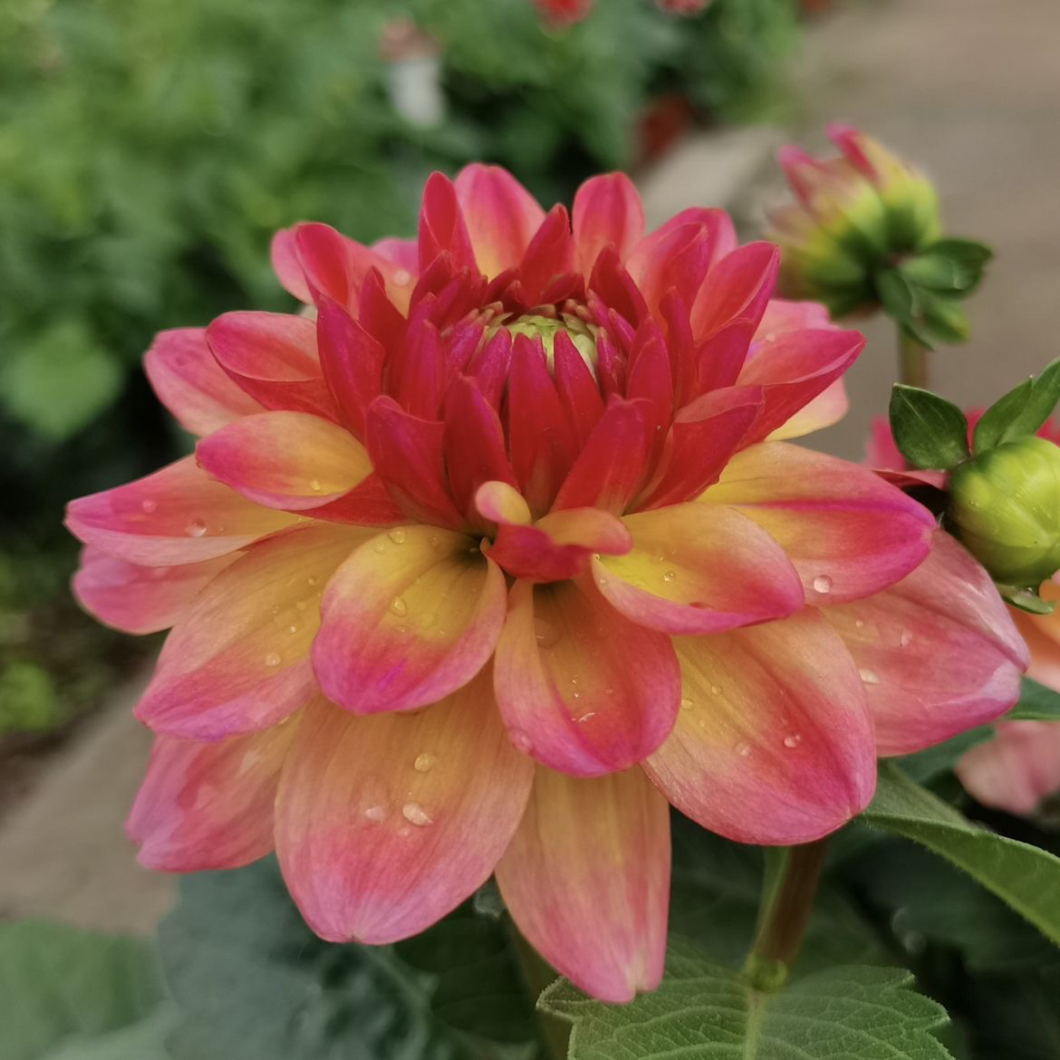 重瓣小丽花--【芙蓉粉】--复色品种