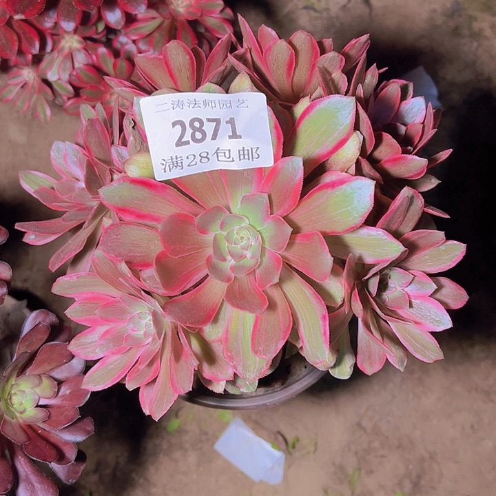 2871浣纱多肉植物2号