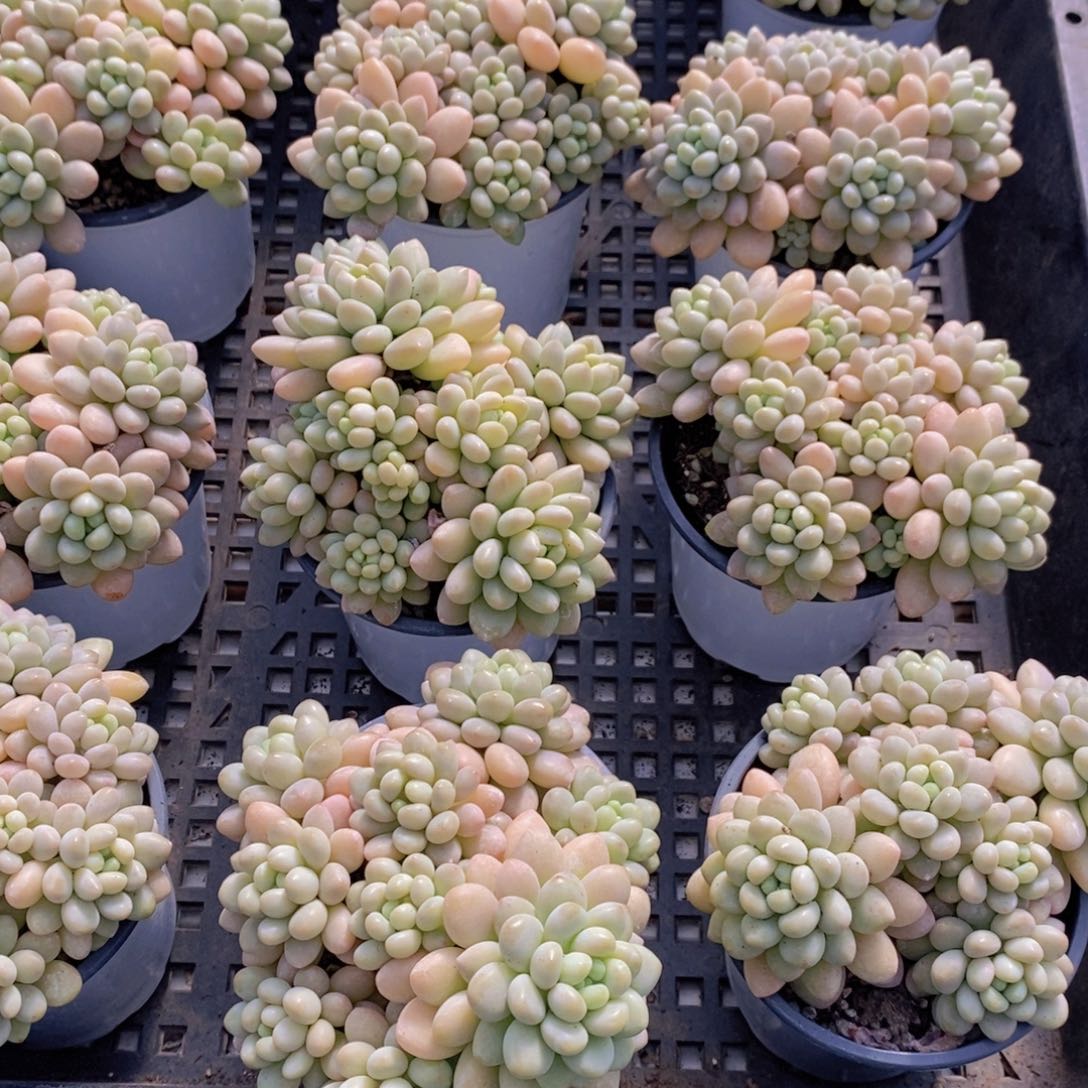 量拍47号 精品母本洛可可捧花群一个