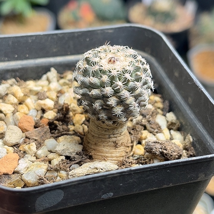 红花海胆娇丽实生球2.3公分