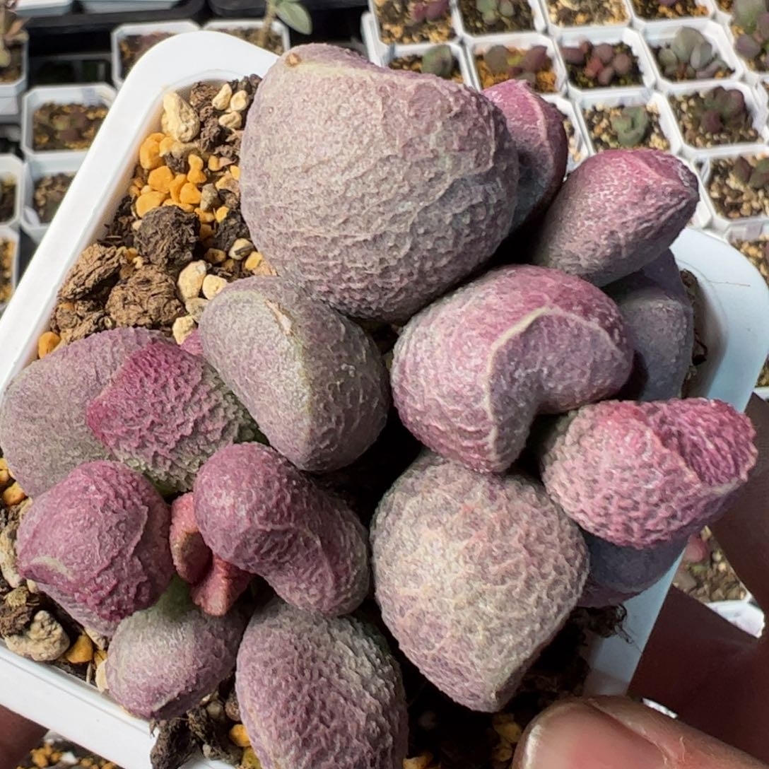 10方老桩多肉植物水泡