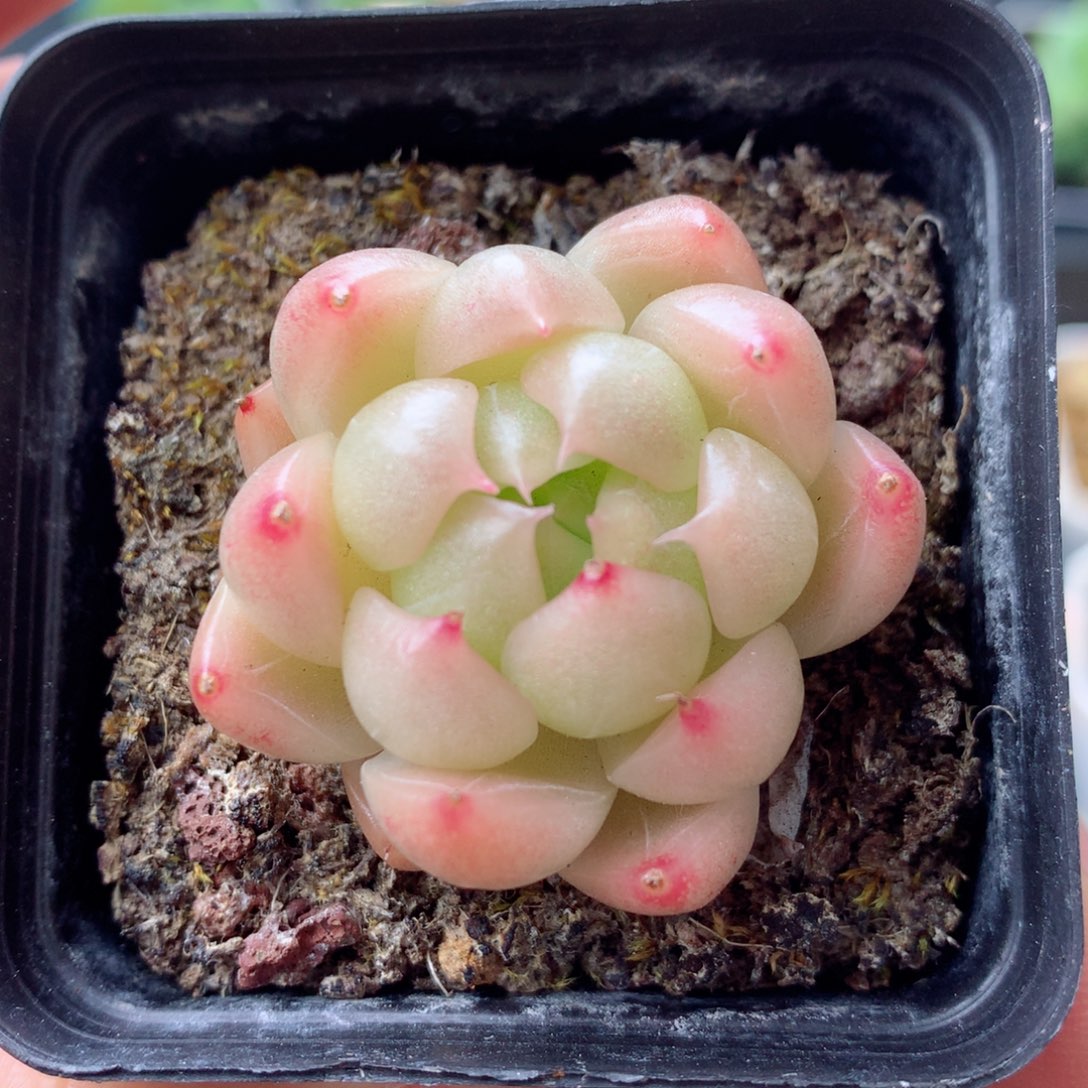 58包邮  群生不包整 4