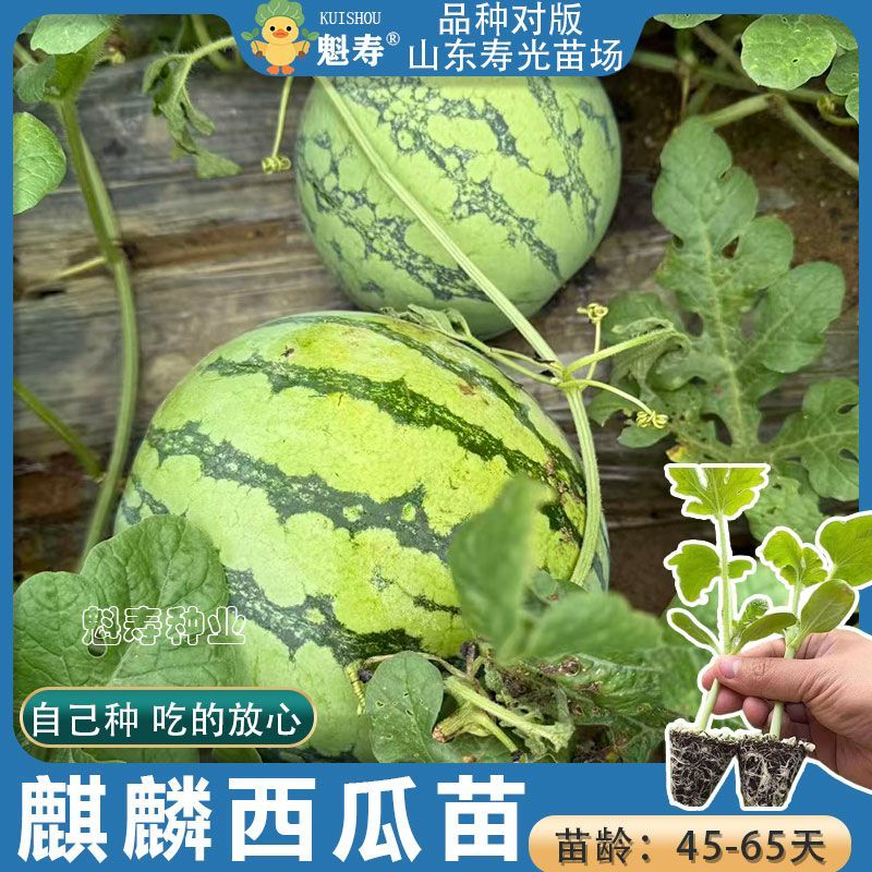 冰糖麒麟西瓜苗秧脆甜8424四季高产懒汉红玉黄小凤盆栽种子寿光