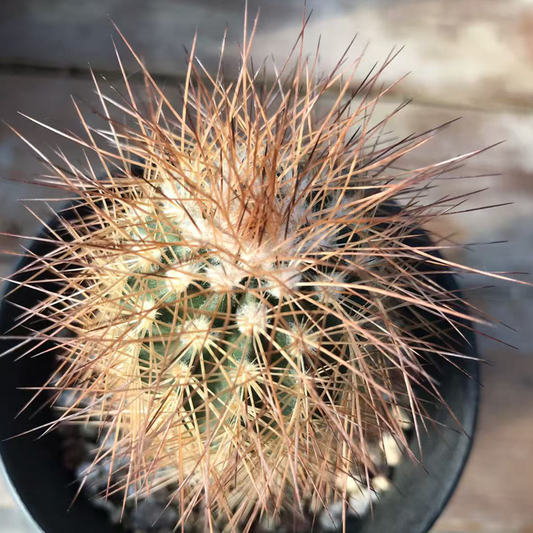 仙人球实生红刺虾欧系输入鹿角柱属实物图防辐射球体冠径4.4厘米