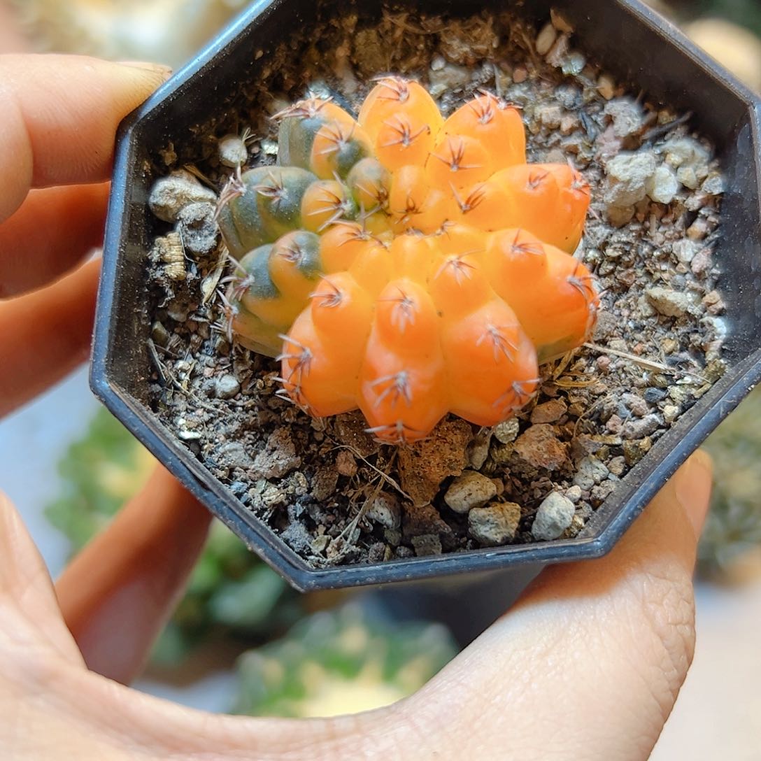 晚16号实生瑞昌玉锦3.7公分