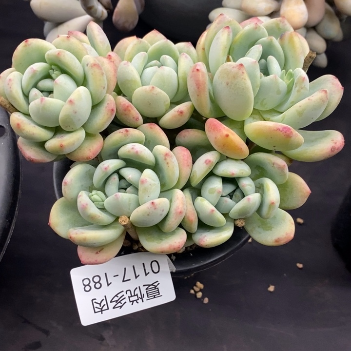 夏悦多肉0117-188望舒