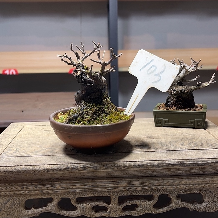 无***0无花朵雀梅盆景老庄盆景