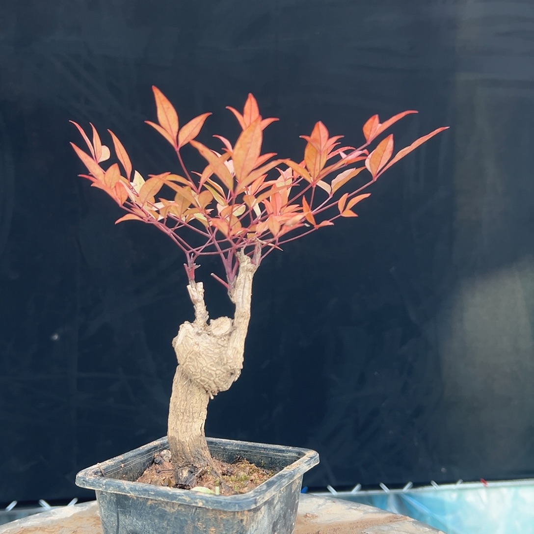 不开花植物00000031