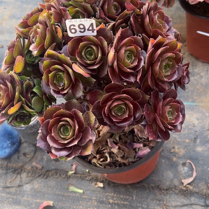 荷兰玫瑰694多肉法师一物一拍