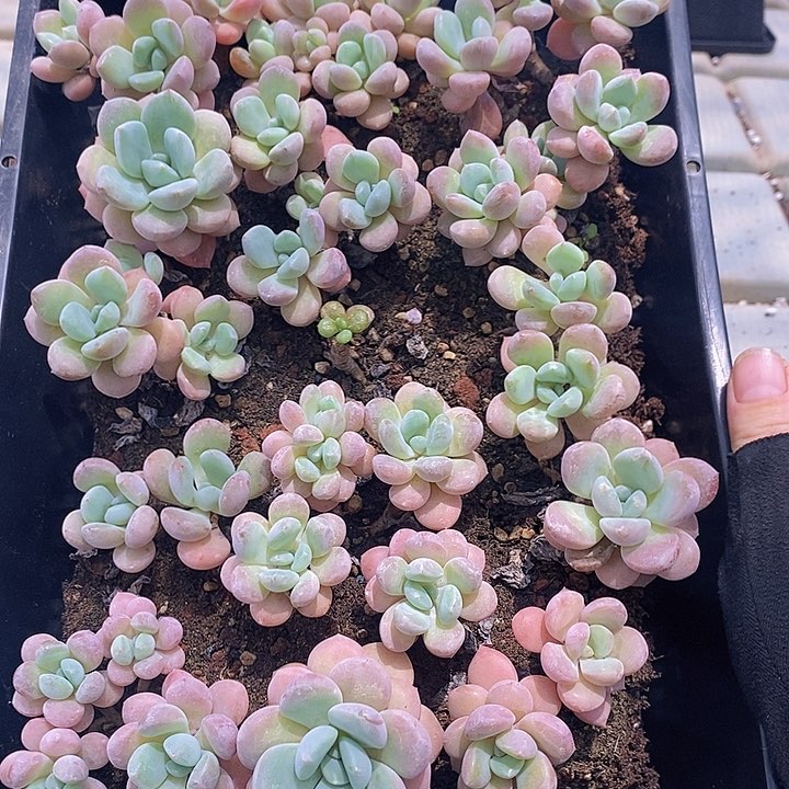 82 多肉植物盆栽花卉植物