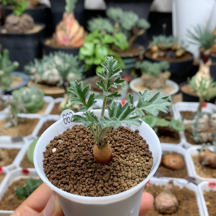 枯野杨葵母本带盆