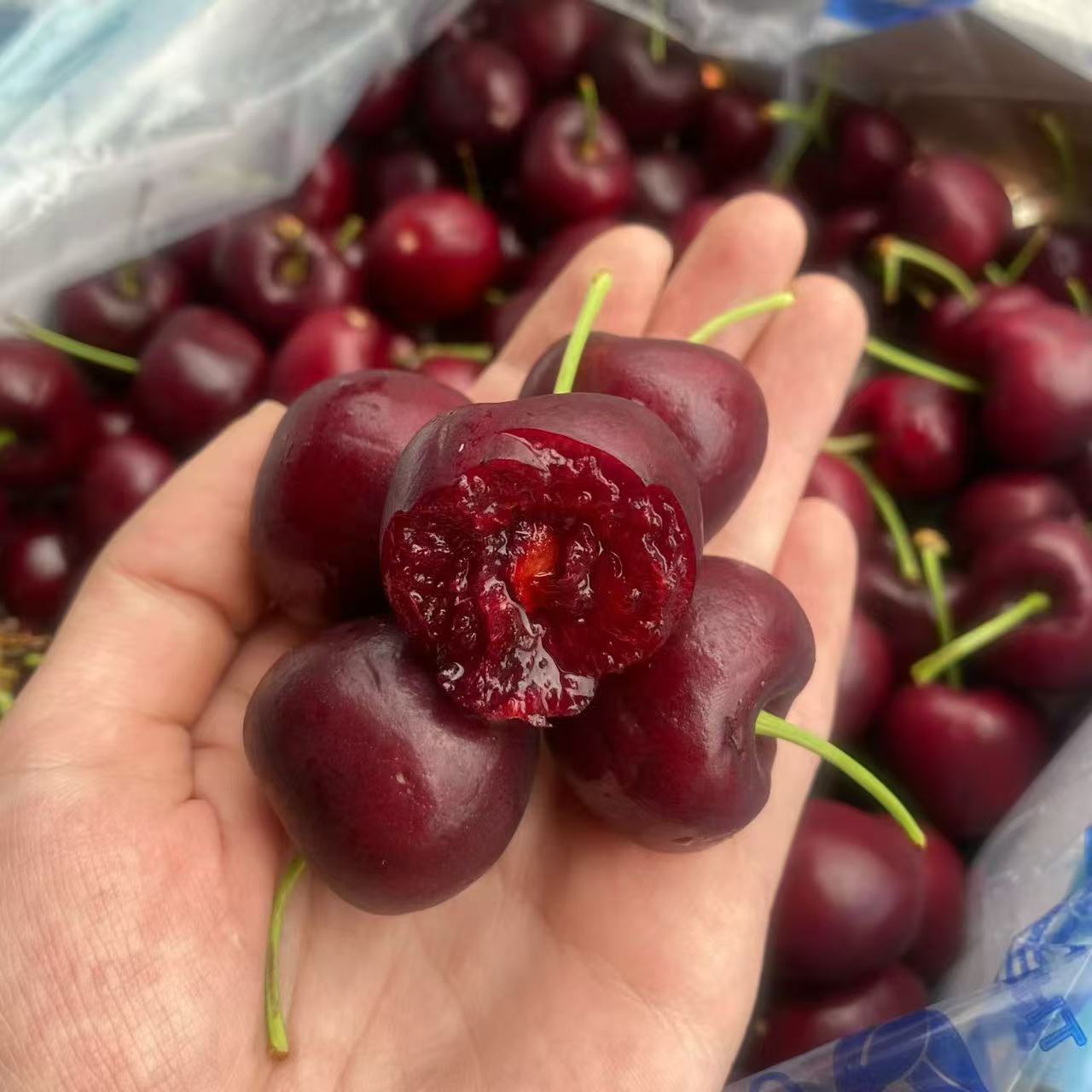 三藩市海运智利车厘子2J桑提娜又脆又甜 内附果径卡