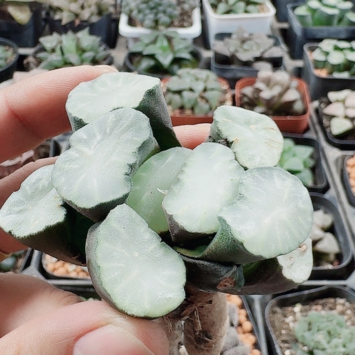 十二卷 盐湖城 开播福利