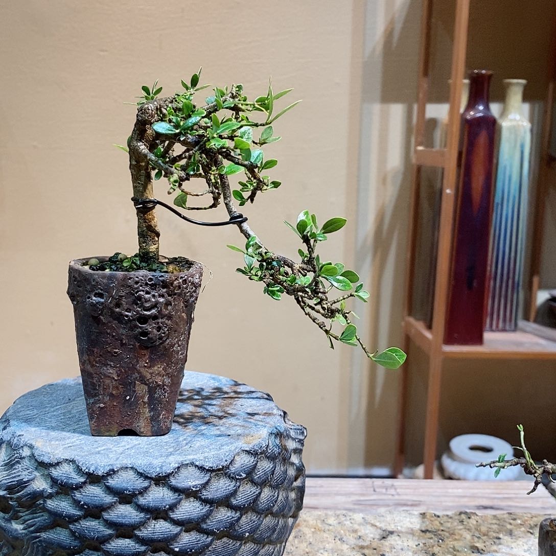 无花朵江***好栀子花