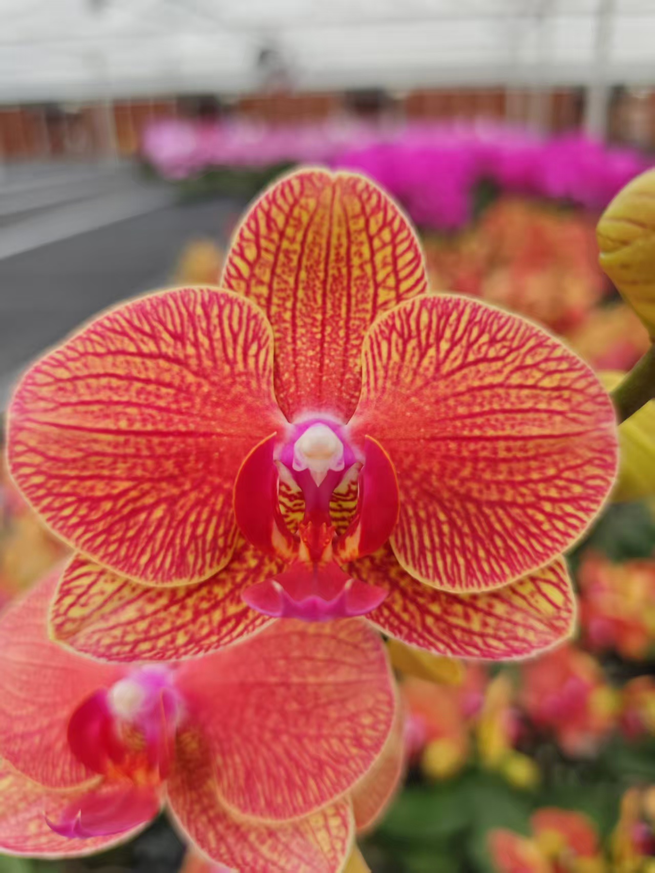高品质橙色蝴蝶兰【黄澄澄】带花剑带花苞四季开花室内好养盆栽
