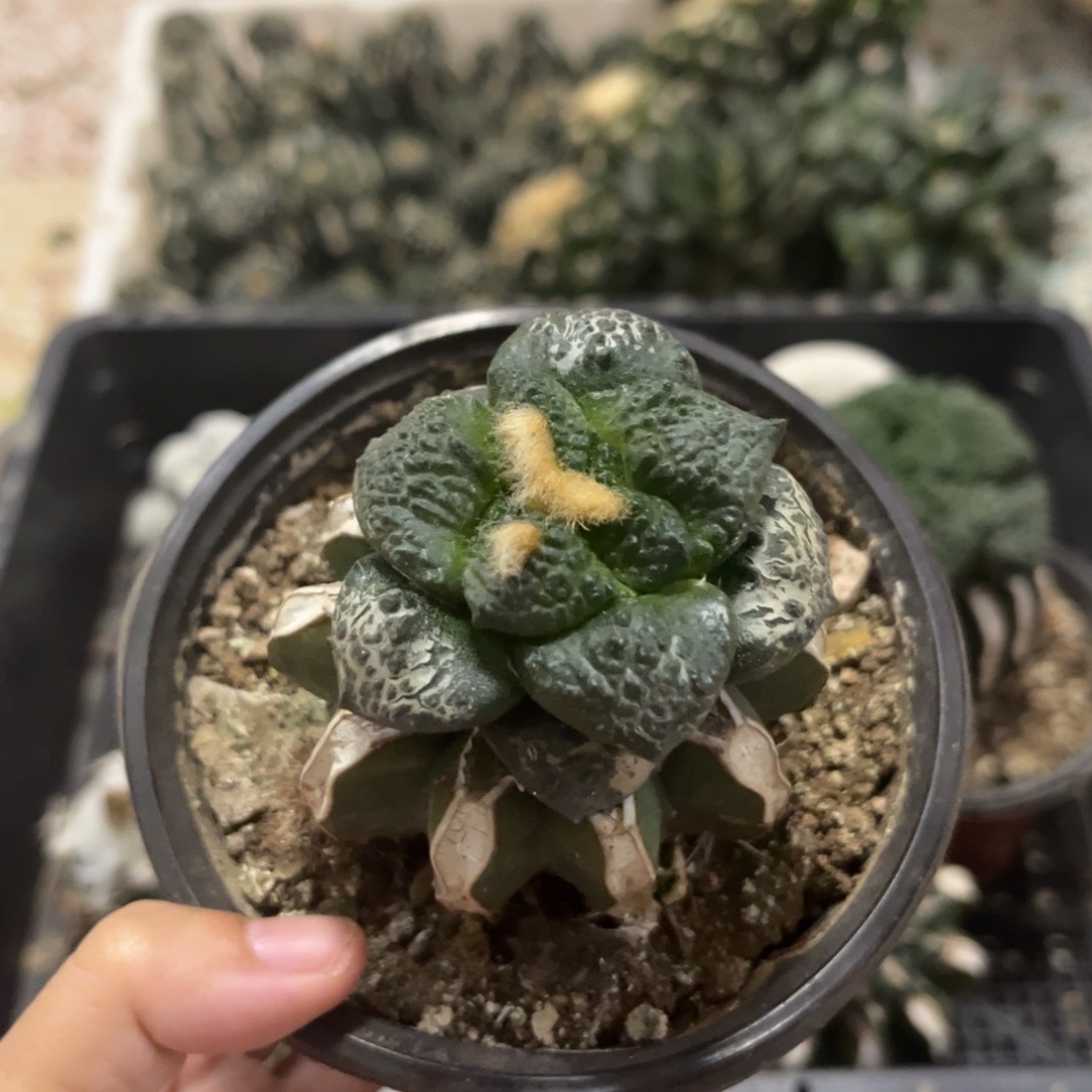 草球连山5.2仙人球福利出