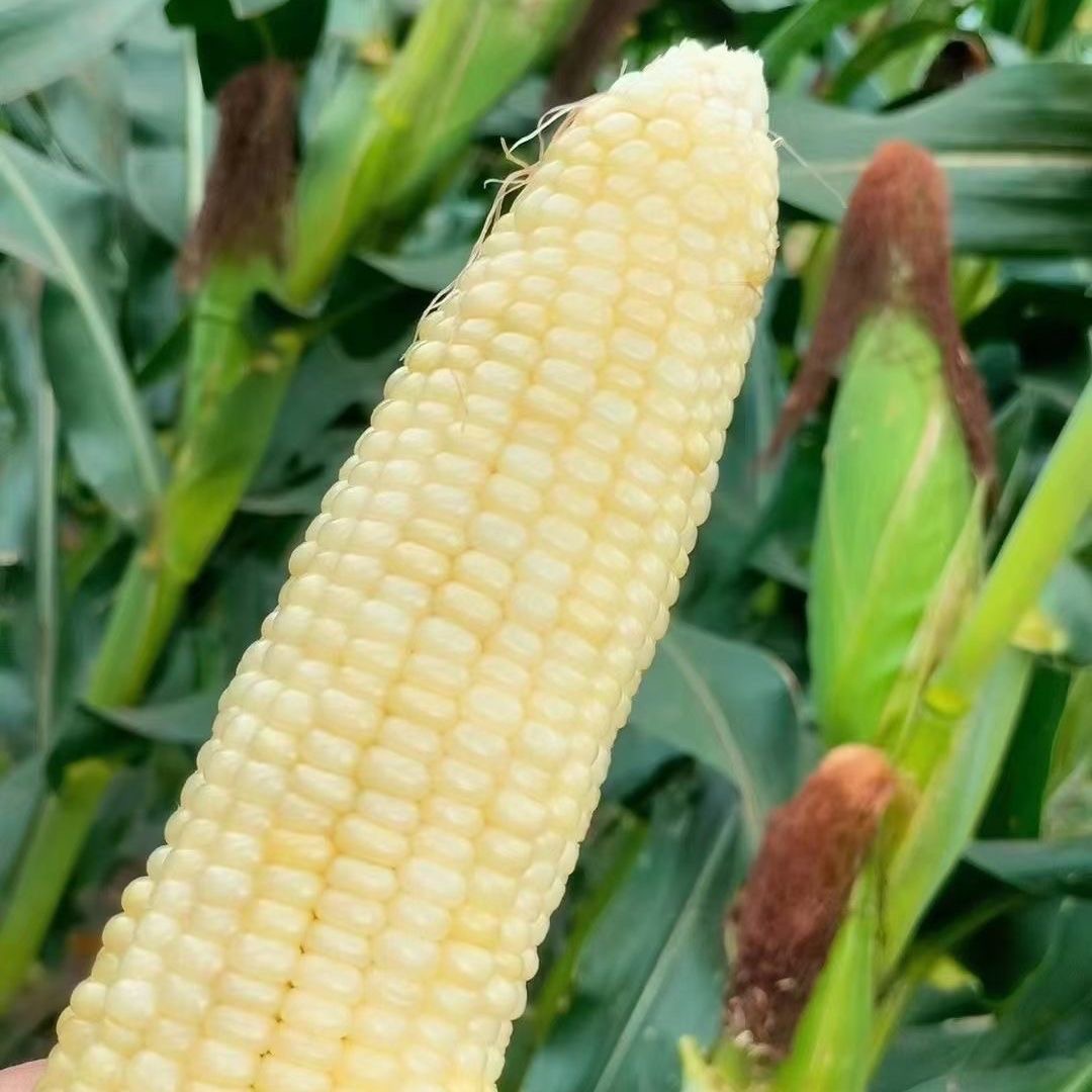 【青岛一家人专属】冰糖心牛奶珍珠白玉米现摘新鲜白糯玉米白甜糯玉米棒现摘现发带皮山东省