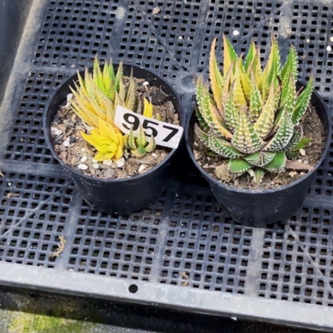 957硬叶锦一物一图如图