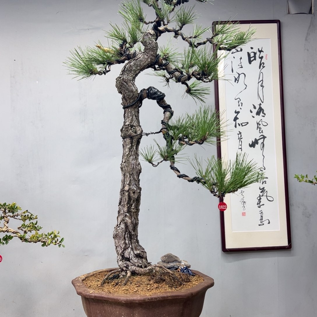 少****无花朵山采黑松作品金山老师