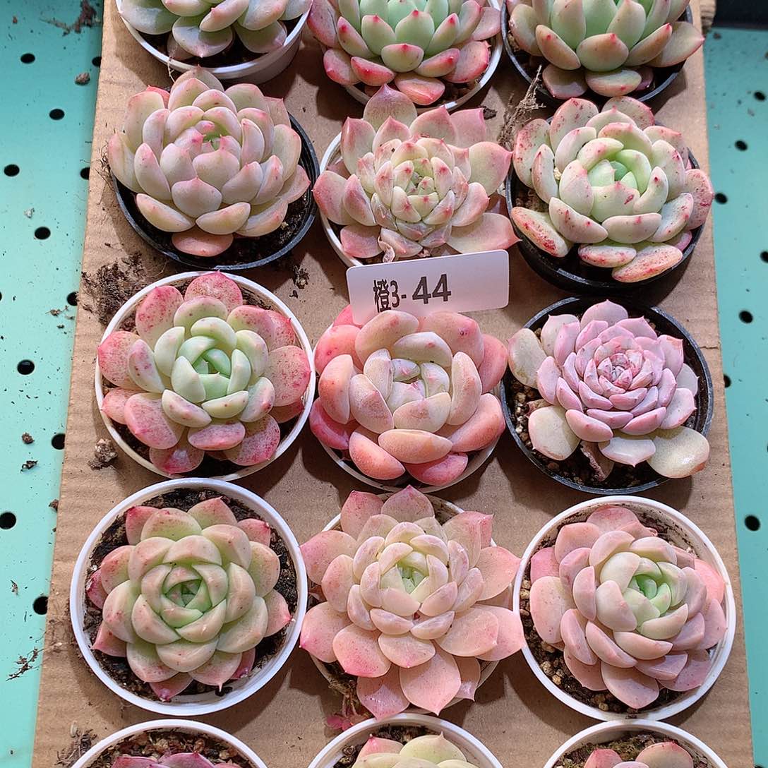 3-44一物一拍带盆18颗