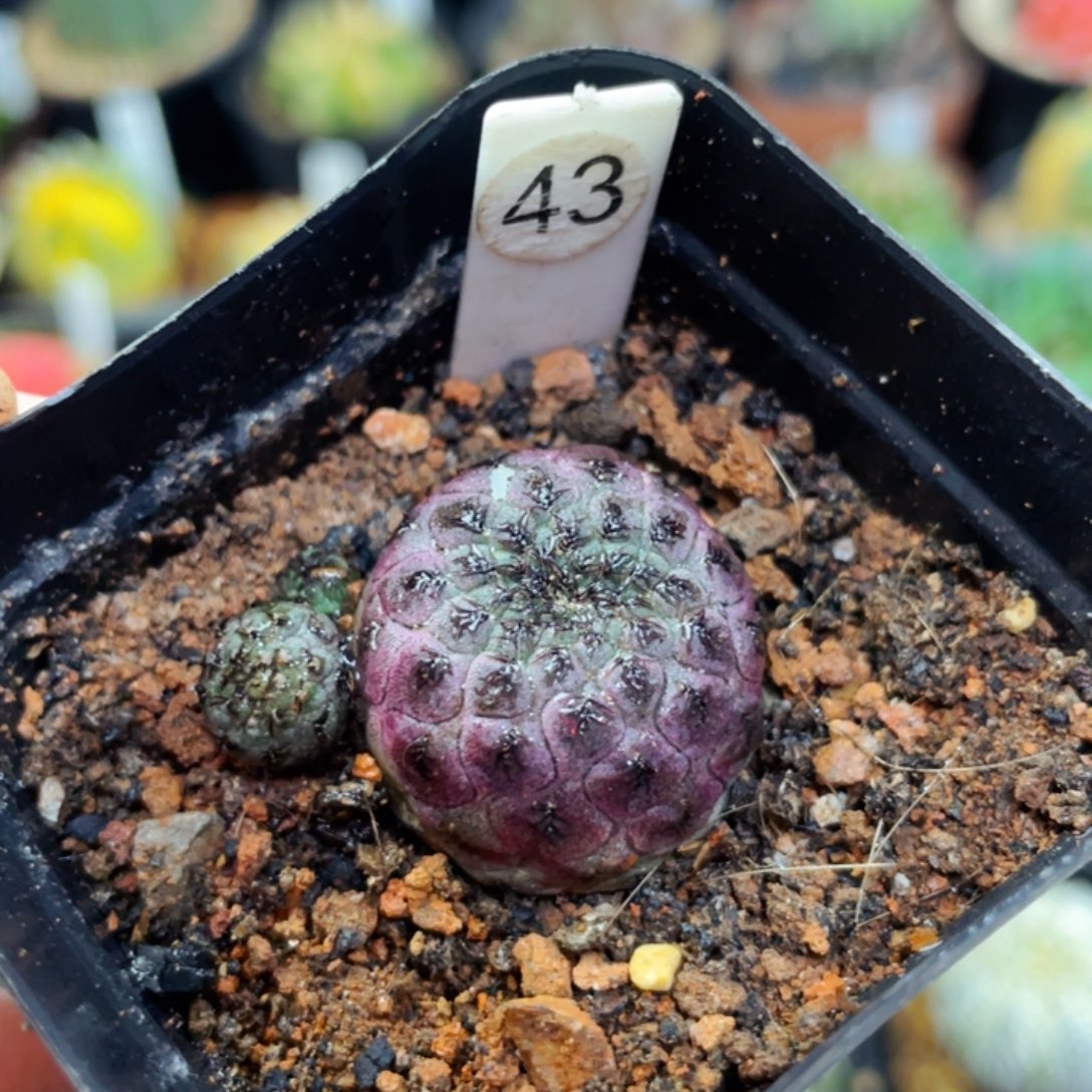 紫丽盆5公分满25包邮裸根发货