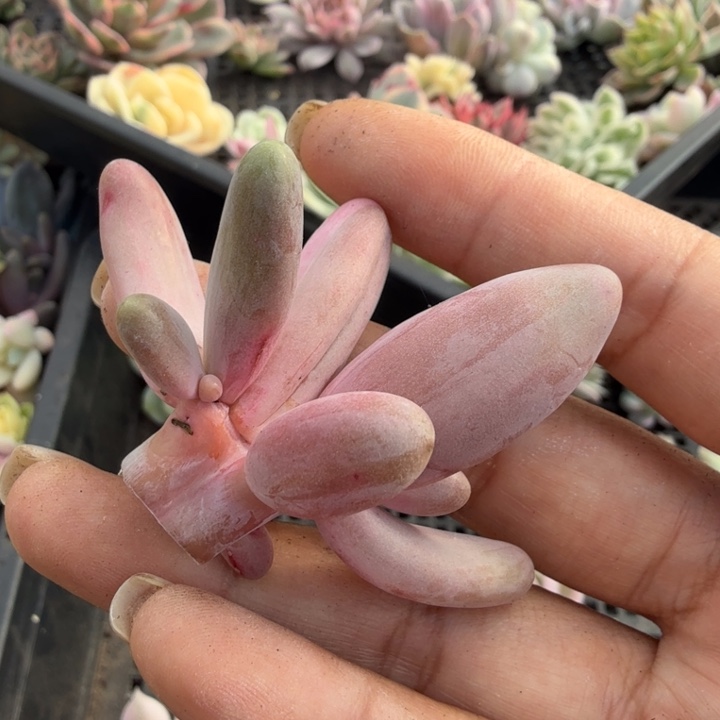 简*双头 红手指锦 无根