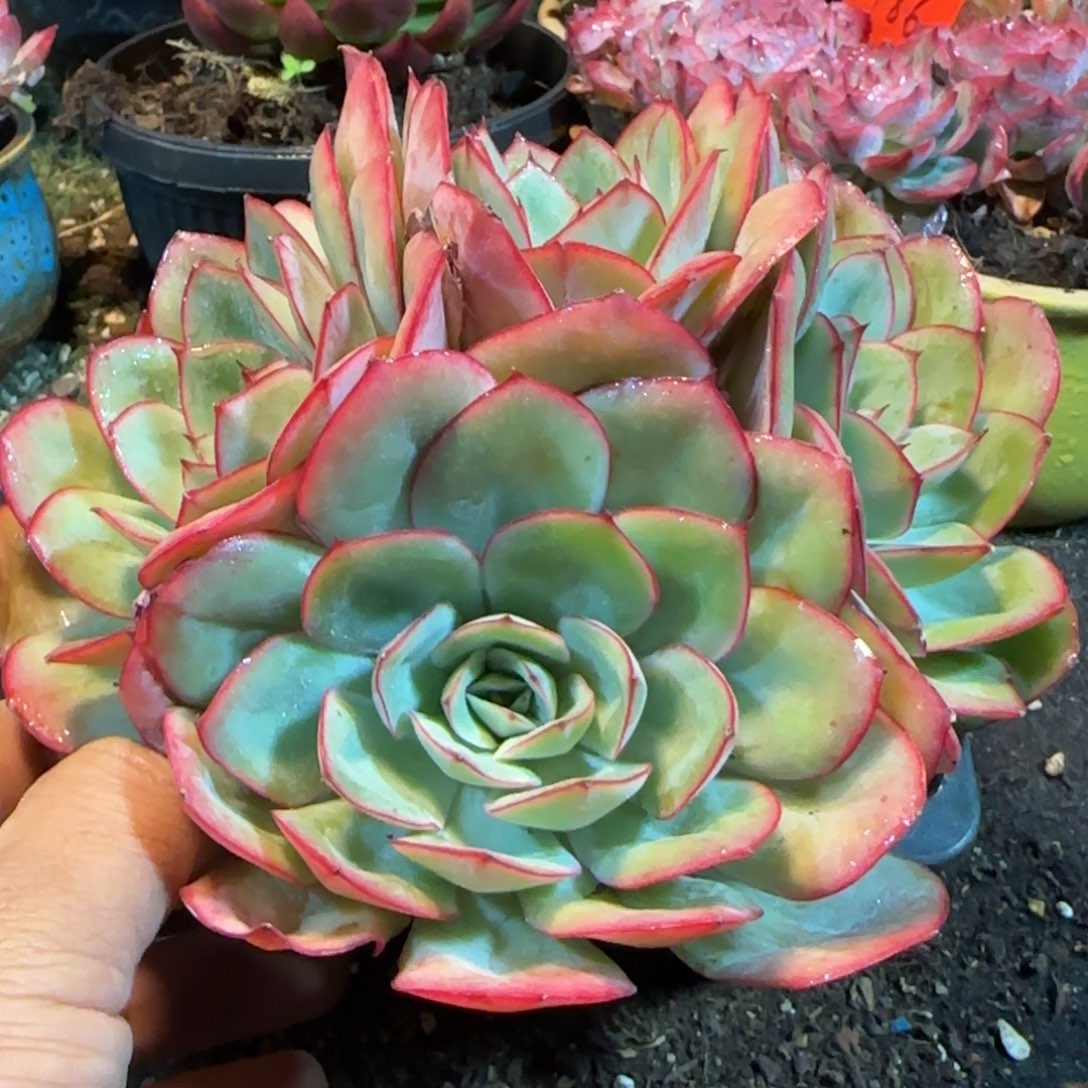 牡丹亭老庄一物一拍包装收缩花旱