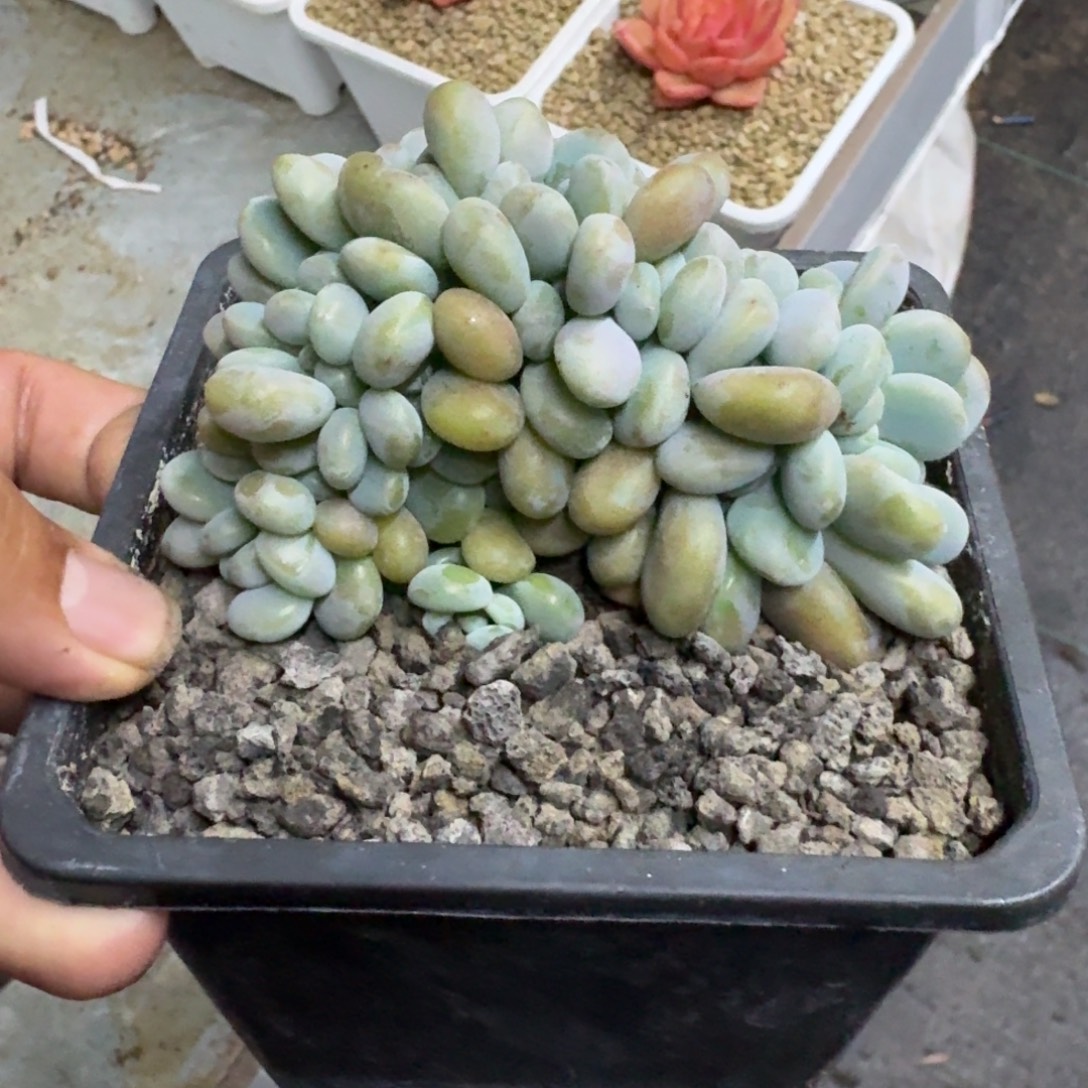 洛神 缀化  一物一拍