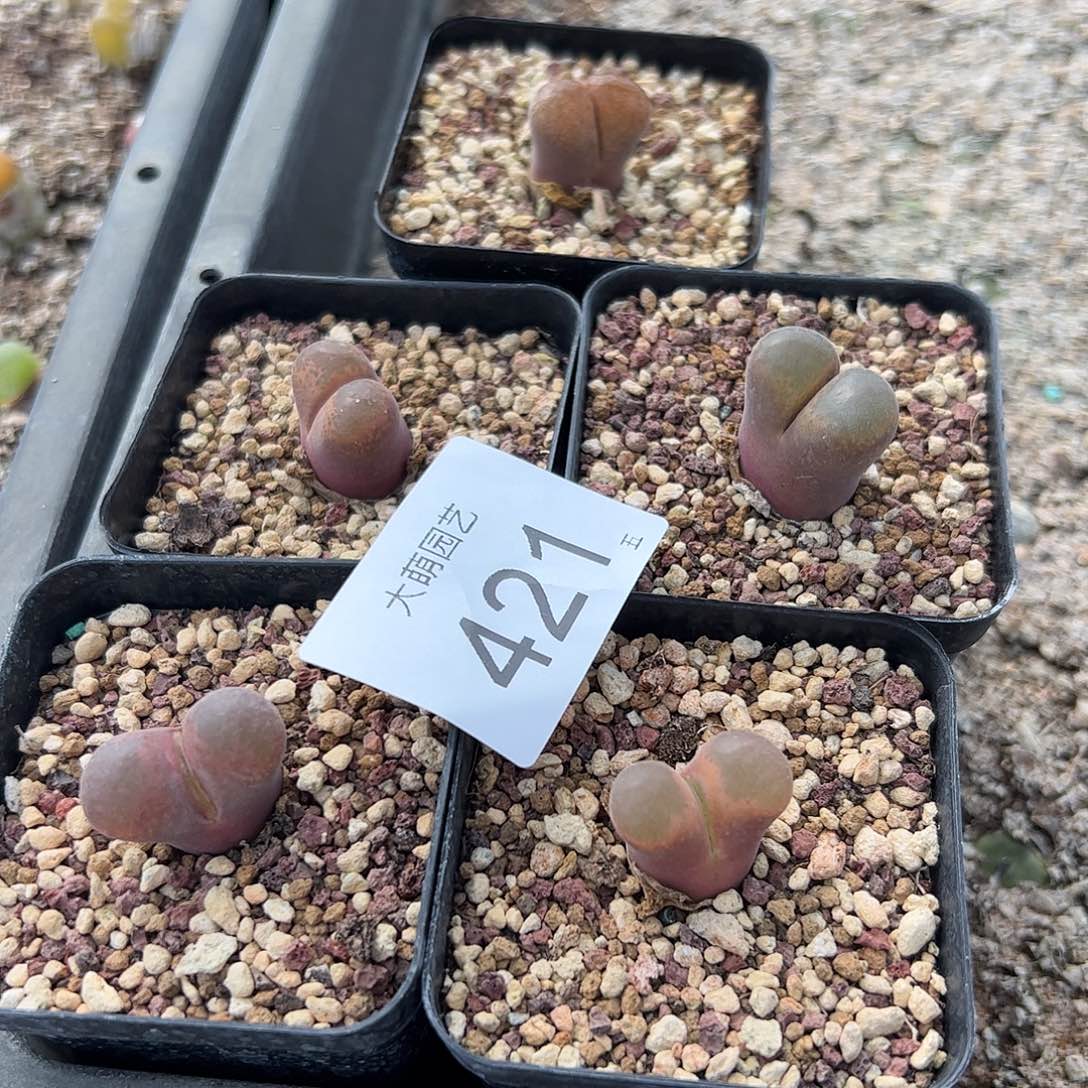 0000421量拍以下1颗母本大风铃脱土发