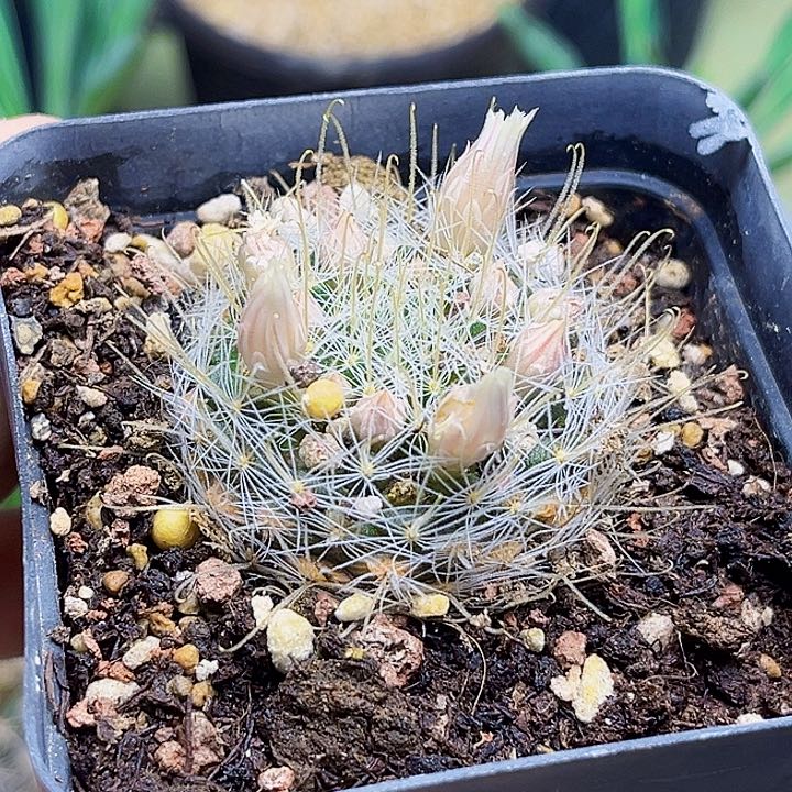 阳炎实生球一颗一颗3.5公分