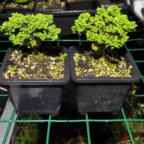 无花朵初雪石化桧