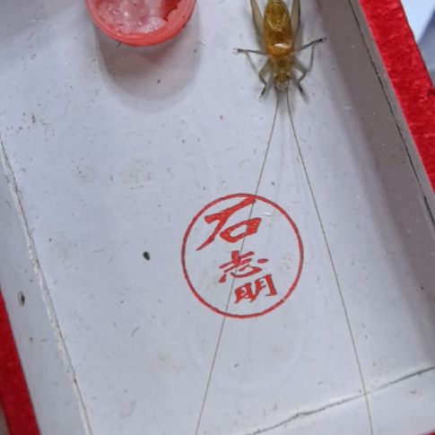 石志明小盒中长一条