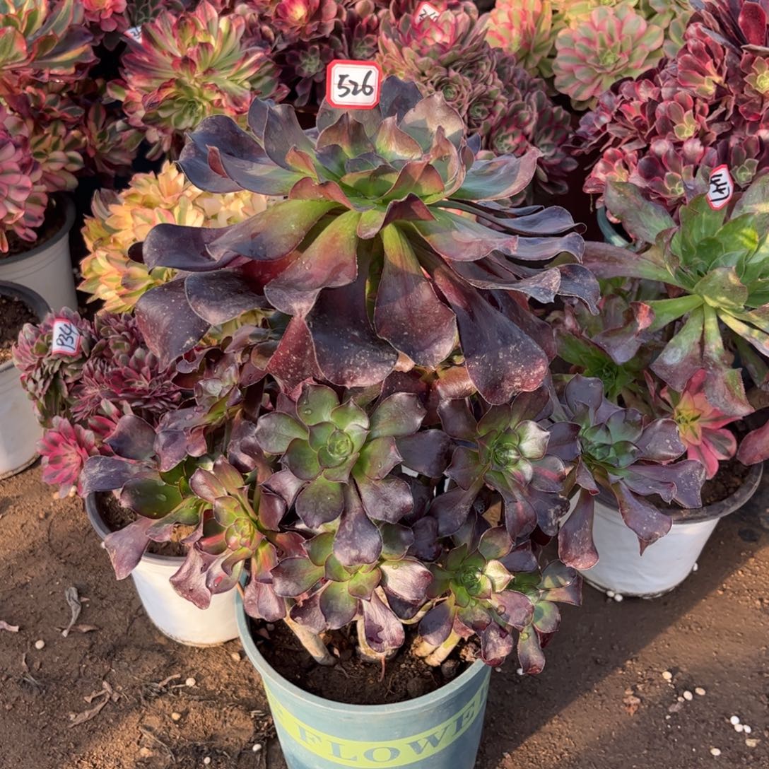 526多肉植物巫毒七彩