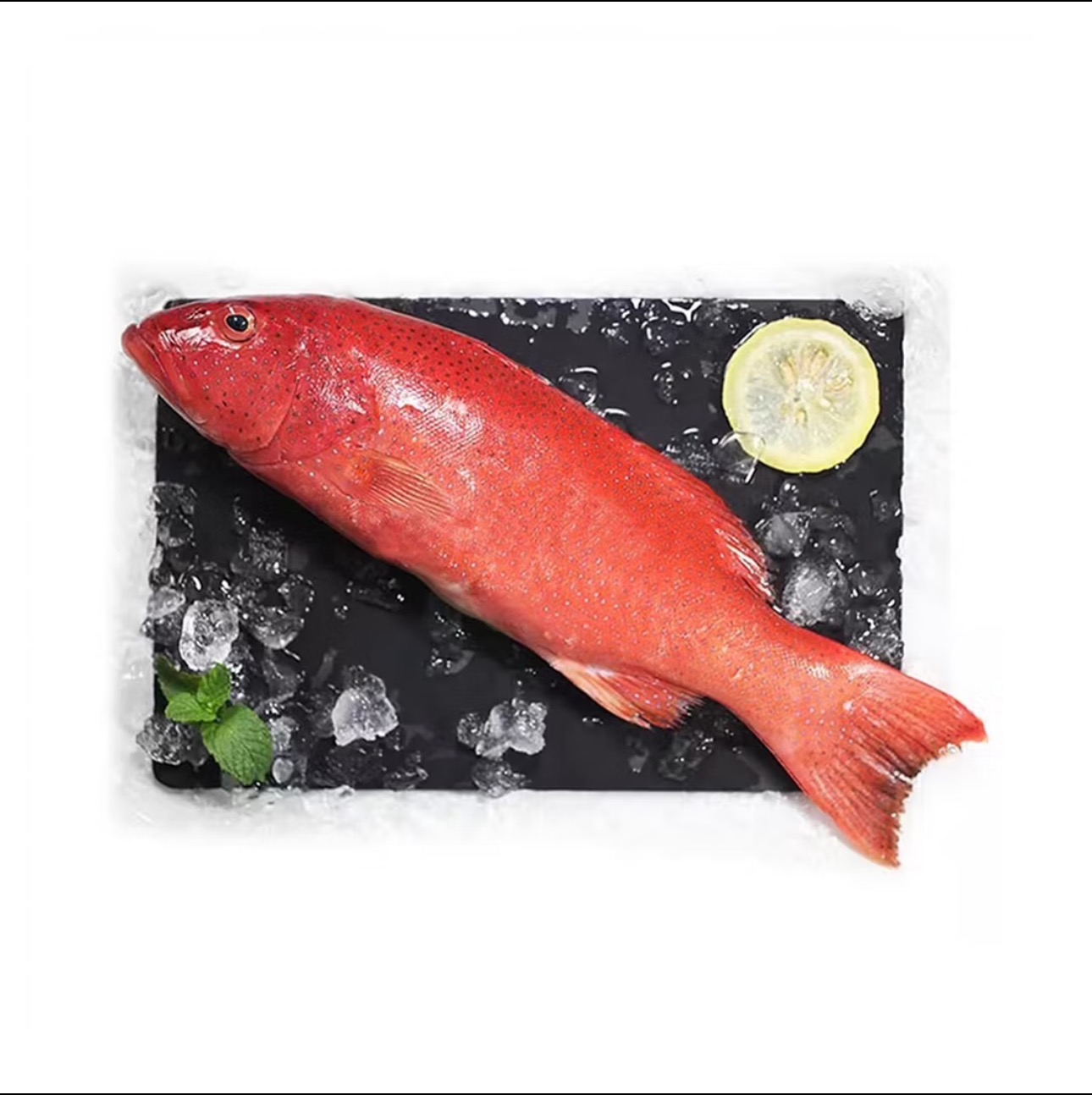 东星斑新鲜活活冻深海石斑鱼海鲜水产