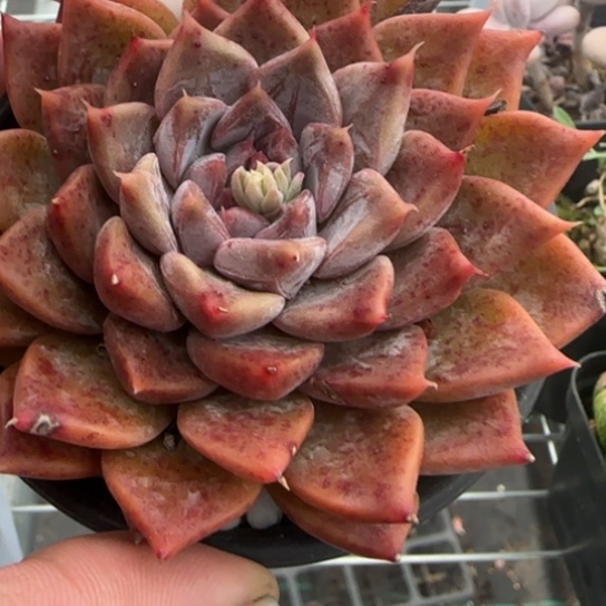 37 一物一拍多肉