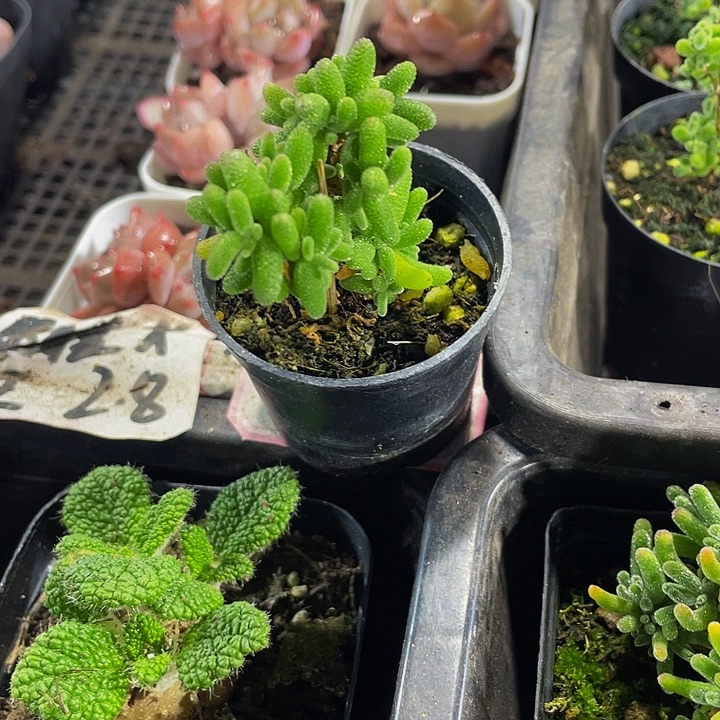 糖球2.8带盆土发货