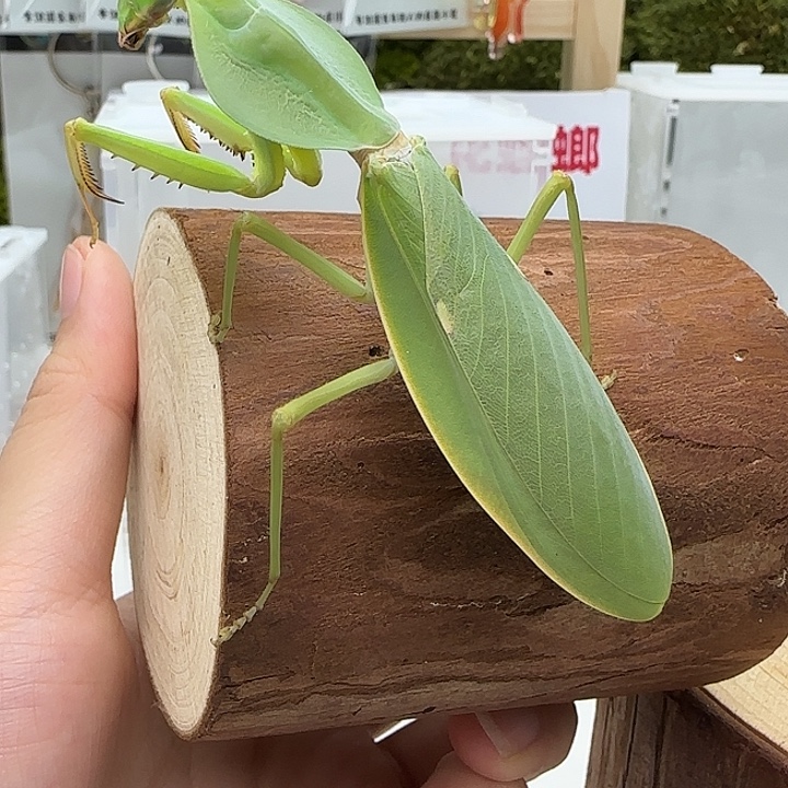 蟋蟀圆盾螳螂成体母 单虫