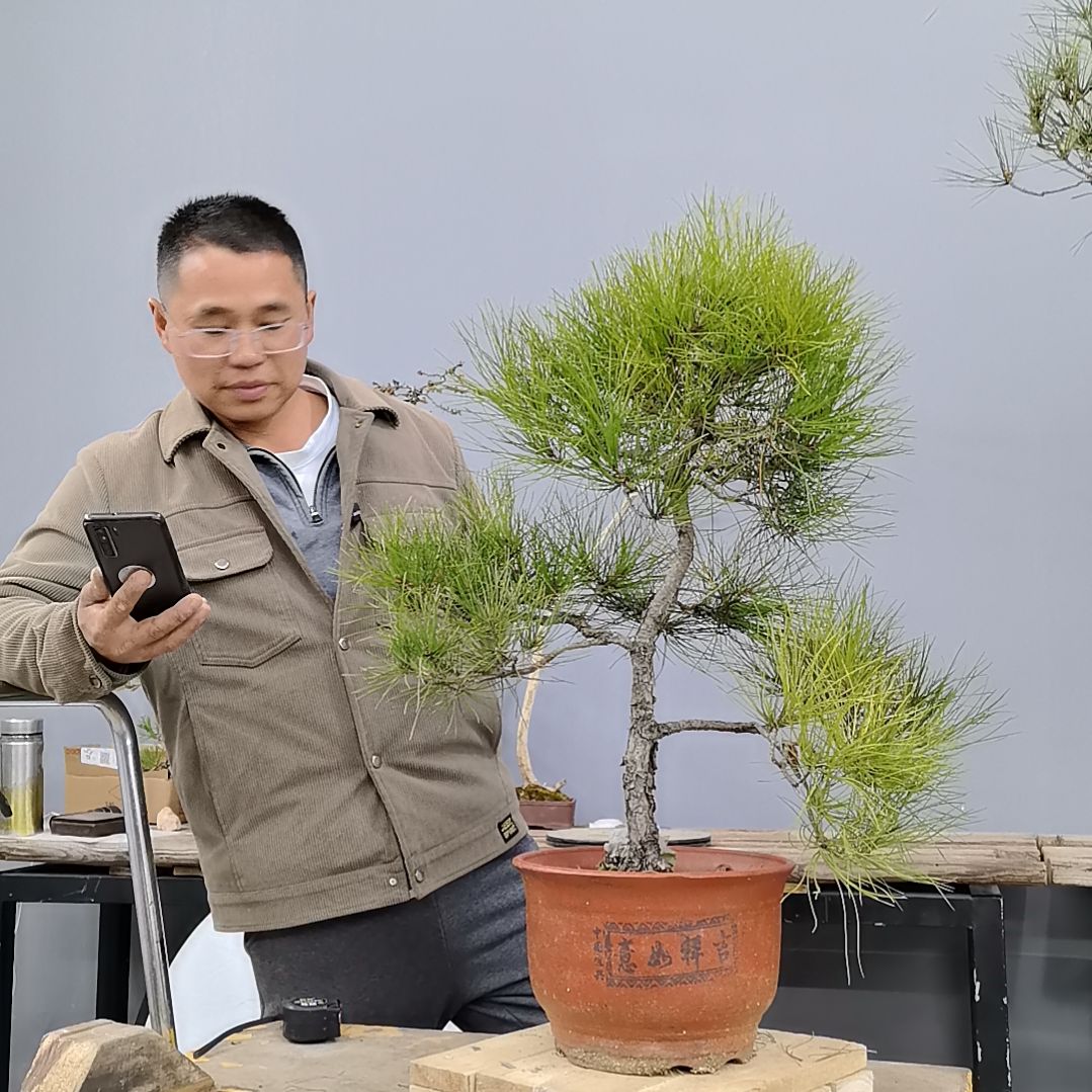 W***森无花朵黄山松盆景